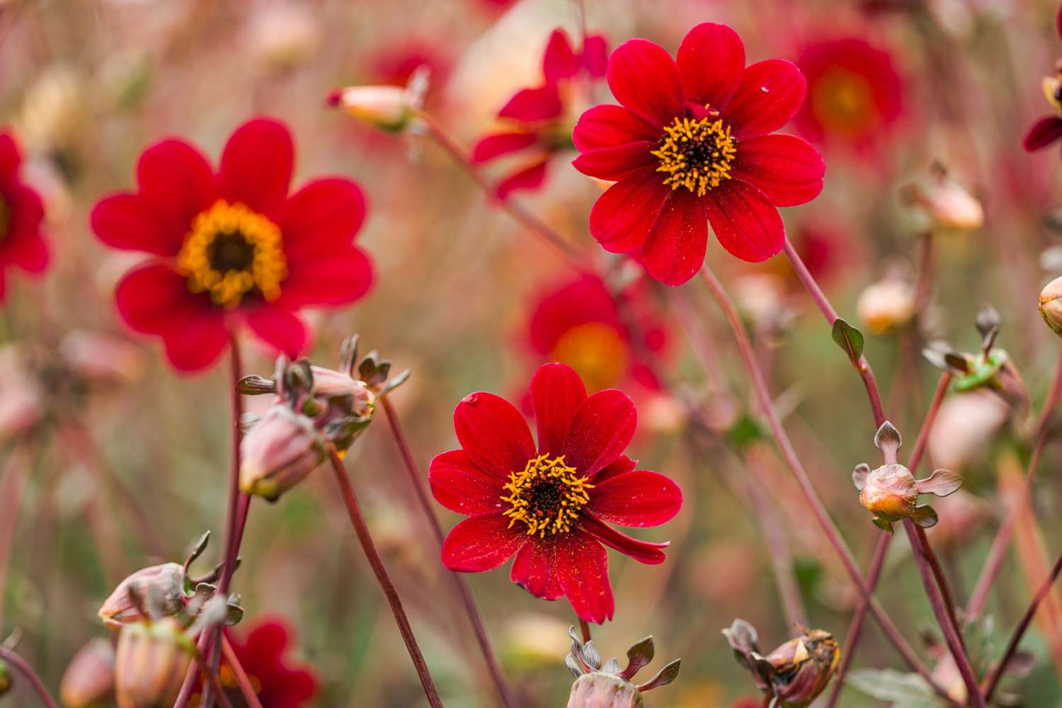 Daalia 'Bishop of Auckland'